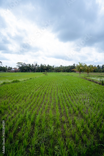 Reisfelder in Bali Ubud mit Himmel und Wolken