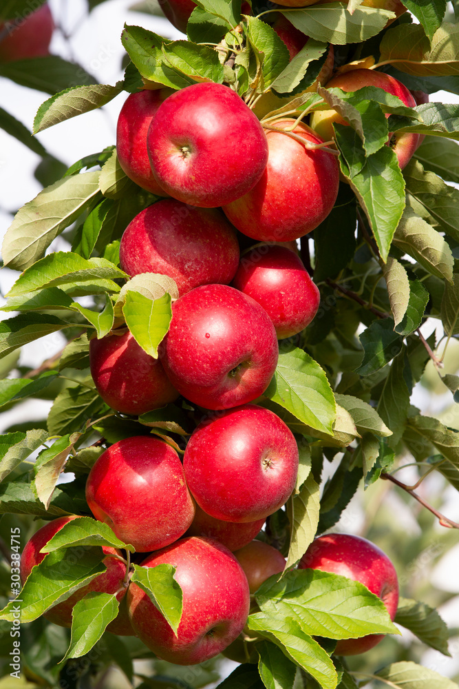 Beautiful Red Ripe Apples on the three waiting to be Harvested Beautiful Red Ripe Apples on the three waiting to be Harvested