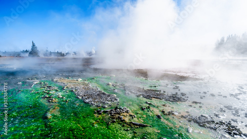 Lime-green Cyanidium algae thrive in warm water flowing from the Geysers in the Porcelain Basin of Norris Geyser Basin area in Yellowstone National Park in Wyoming, United States of America