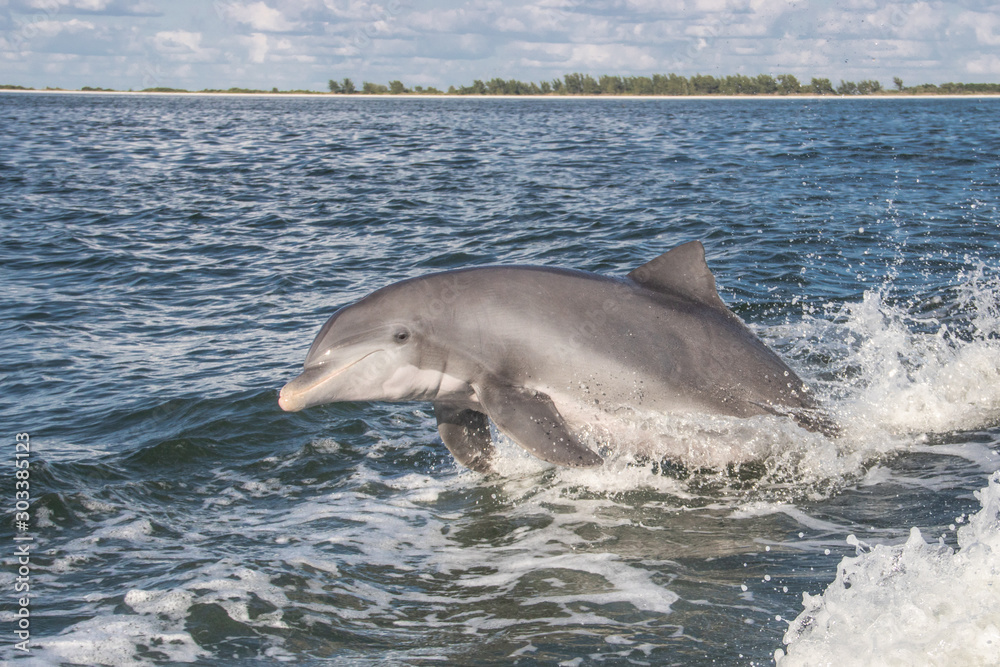 Fototapeta premium Delfine in Florida