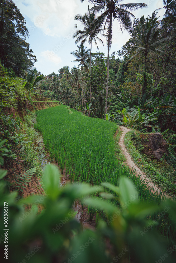 Reisfelder in Bali abgelegen reisterassen Reisfelder in Bali abgelegen reisterassen