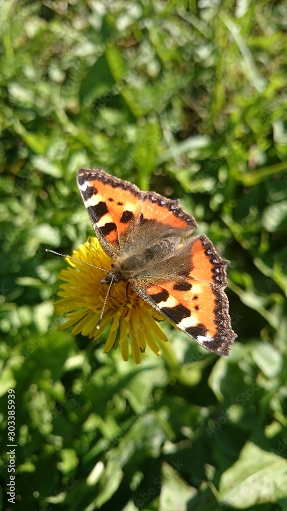butterfly on flower butterfly on flower