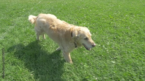 Golden Retriever Dog Running With Ball In Mouth