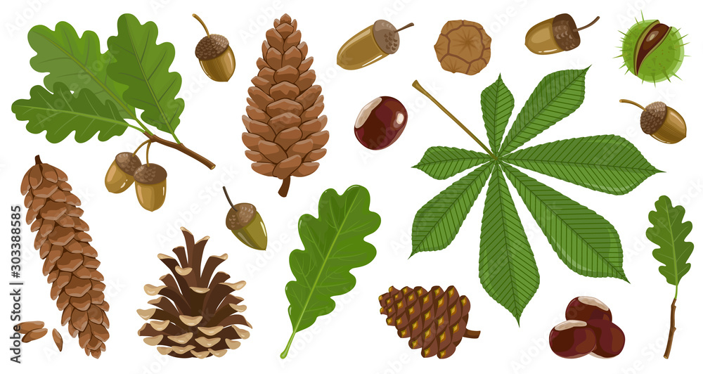 Εκτύπωση καμβά Acorn of oak cartoon vector set icon
