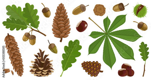 Acorn of oak cartoon vector set icon. Vector illustration autumn leaf and nut on white background.Isolated cartoon icon acorn and cone. photo