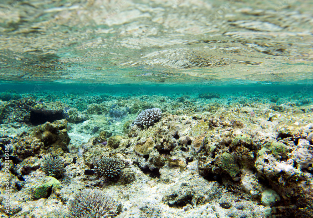 Fototapeta premium A coral reef scene