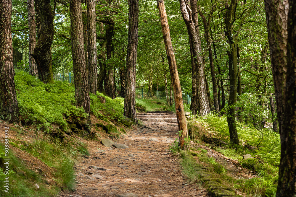 Pathway in Palatinate forest (Pfälzerwald) at summer with shadows at trees in Germany Pathway in Palatinate forest (Pfälzerwald) at summer with shadows at trees in Germany