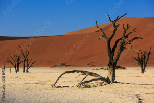 Silhouettes of dry hundred years old trees in the desert among red sand dunes. Unusual surreal alien landscape with dead skeletons trees. Deadvlei, Namib-Naukluft National Park, Namibia. Namib desert