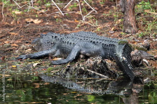 Alligator im Everglades Nationalpark