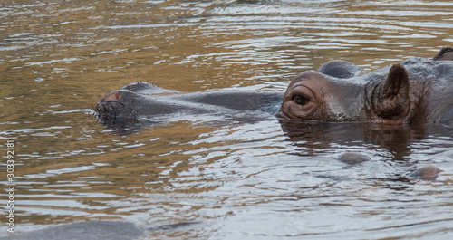 Close up portrait of a hippopotamus head, Hippopotamus amphibius lying hipoin swiming in the water focus on eye