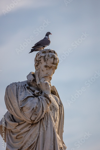 Pigeon de Saintes © Louis