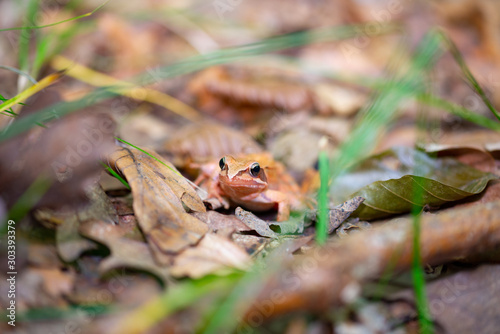 Grass frog in autumn forest among fallen leaves