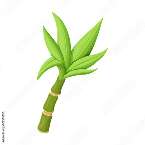 Leaves of sugarcane vector icon.Cartoon vector icon isolated on white background leaves of sugarcane .