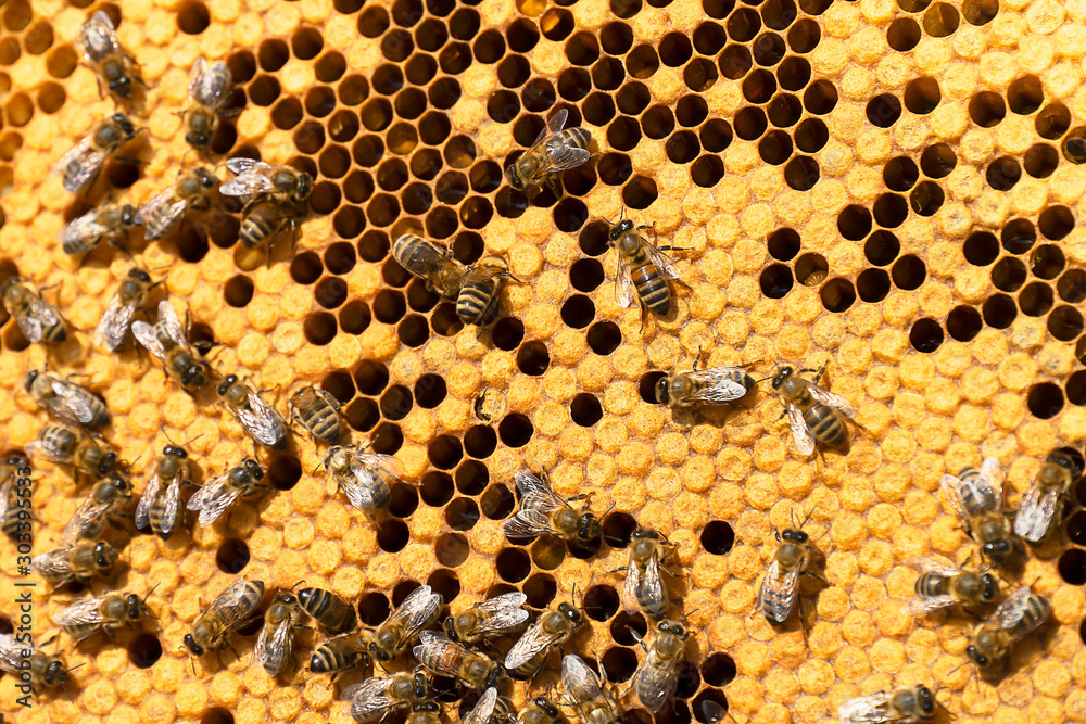 Working bees on honeycombs in beehives in an apiary. Honey-filled frame with honeycombs closeup, view of the working bees on honey cells. Bee on a honeycomb with slices of nectar in a cell. Working bees on honeycombs in beehives in an apiary. Honey-filled frame with honeycombs closeup, view of the working bees on honey cells. Bee on a honeycomb with slices of nectar in a cell.