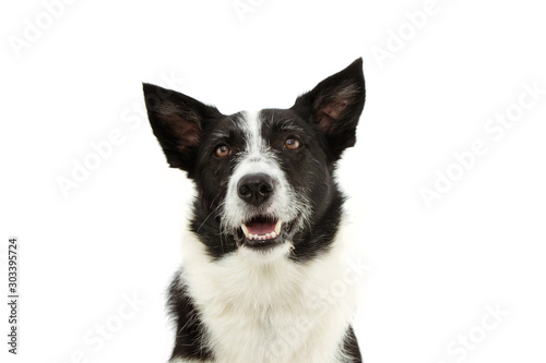 attentive border collie dog lookign up. isolated on white background.