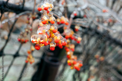 Foto Ice covering bittersweet berries after winter freezing rain storm