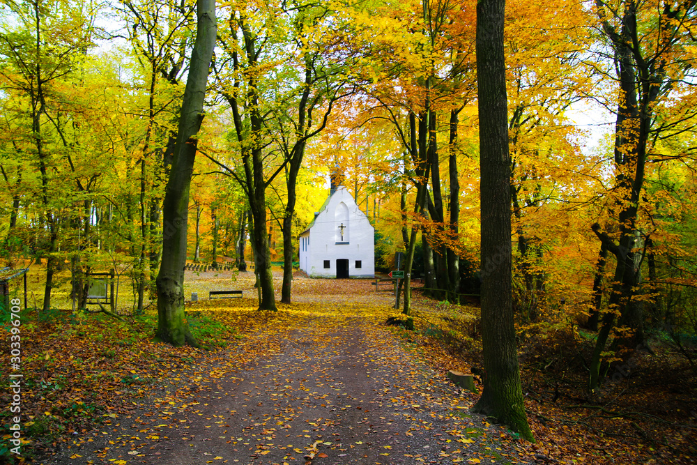 Fototapeta premium View over path in german beech forest in autumn colors on isolated white chapel - Viersen (Suechteln), Germany