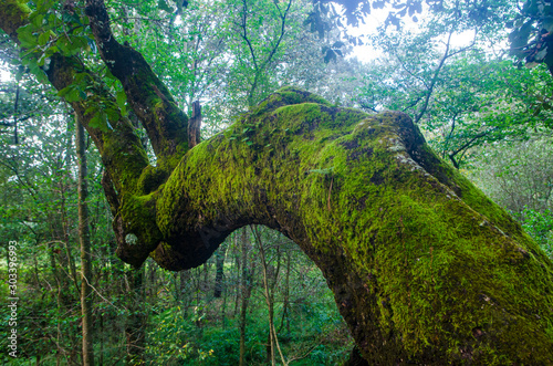 arboles quila photo