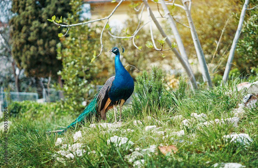 Fototapeta premium Beautiful male peacock on green grass.