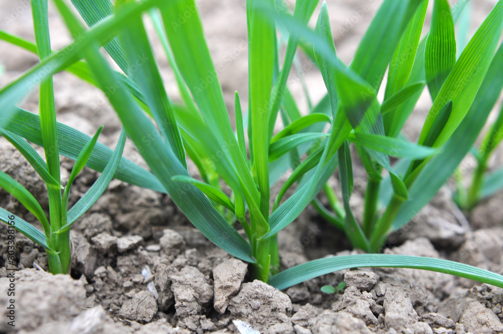 Autumn shoots of winter wheat Autumn shoots of winter wheat