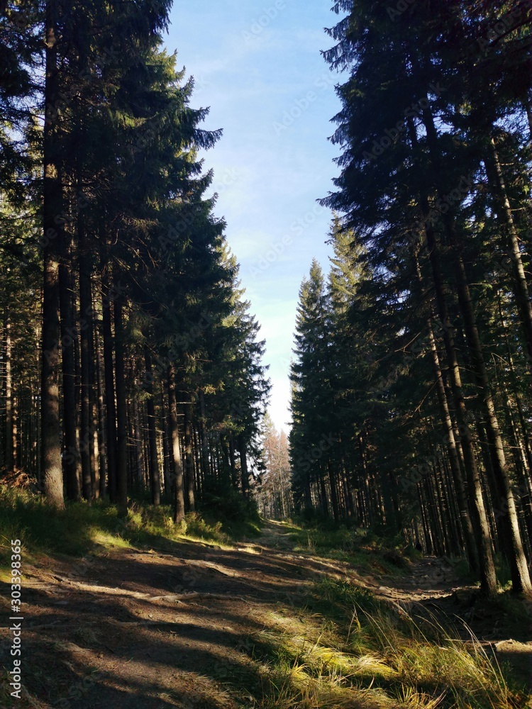 Fototapeta premium road in forest