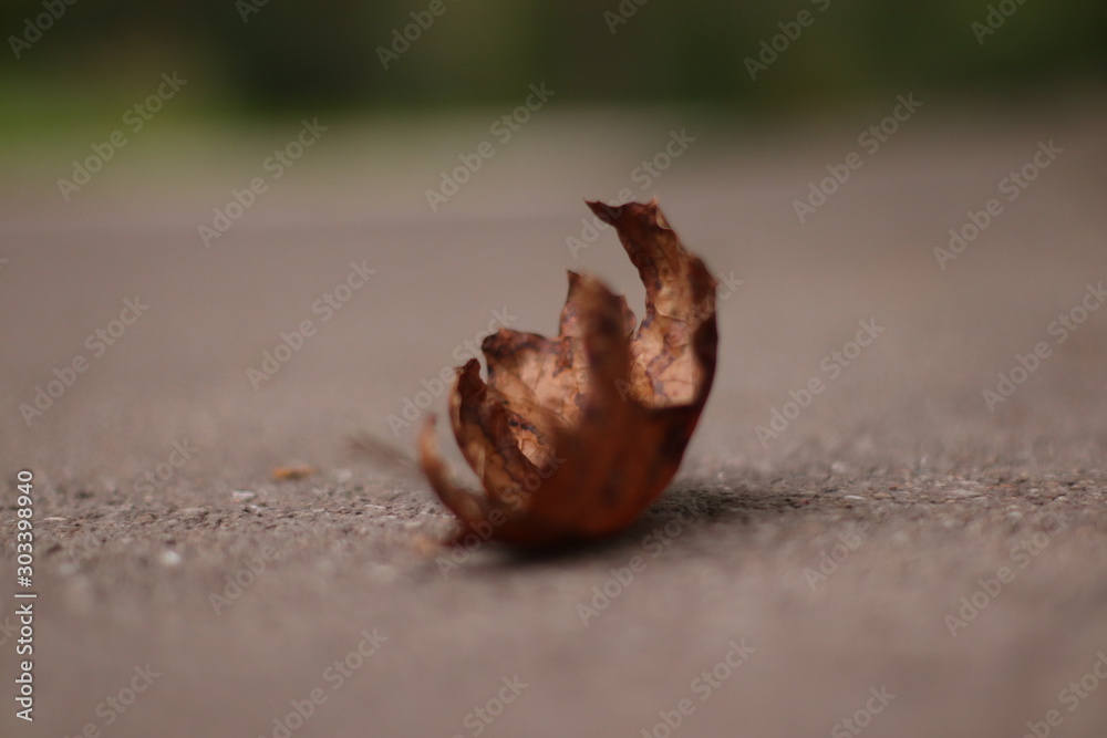 Obraz premium Autumn