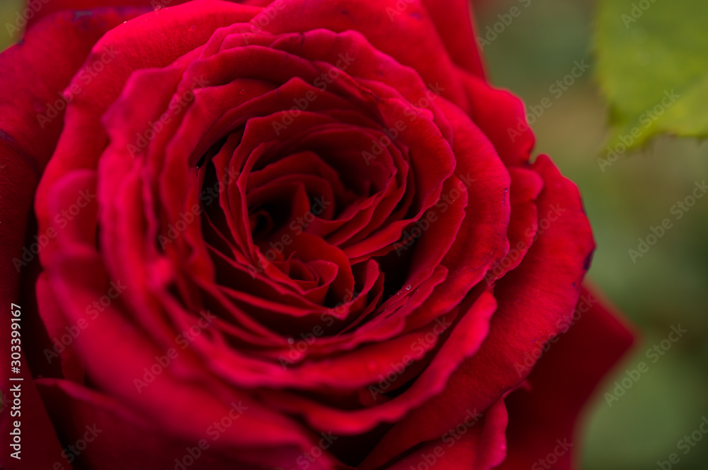 rosa rosa