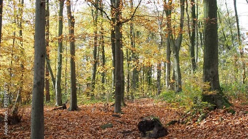Herbstwald