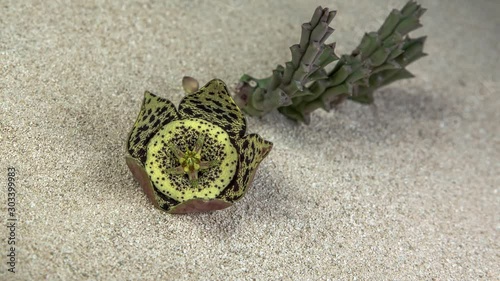 Timelapse of yellow Stapelia namaquensis succulent flower blooming and opening on natural desert background photo