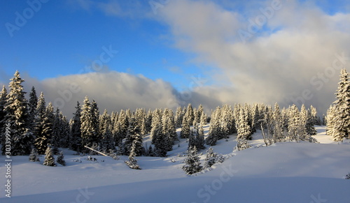 very beautiful winter landscape with fir trees © Mariephotos