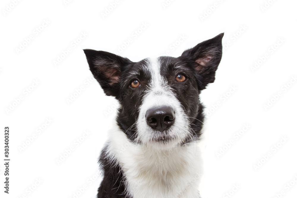 close-up worried or sad border collie dog. isolated on white background.