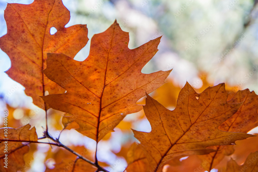 Oak tree leaves against the sky in autumn on a sunny day 