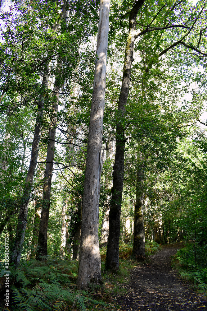 Souto da Retorta, also known as the Chavin eucalyptus, in Vivero, Galicia. Spain. Europe.