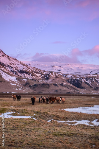Horses in valley of Iceland