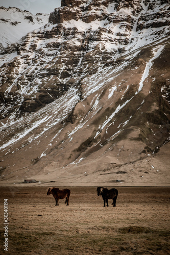 herd of horse grazing in mountains