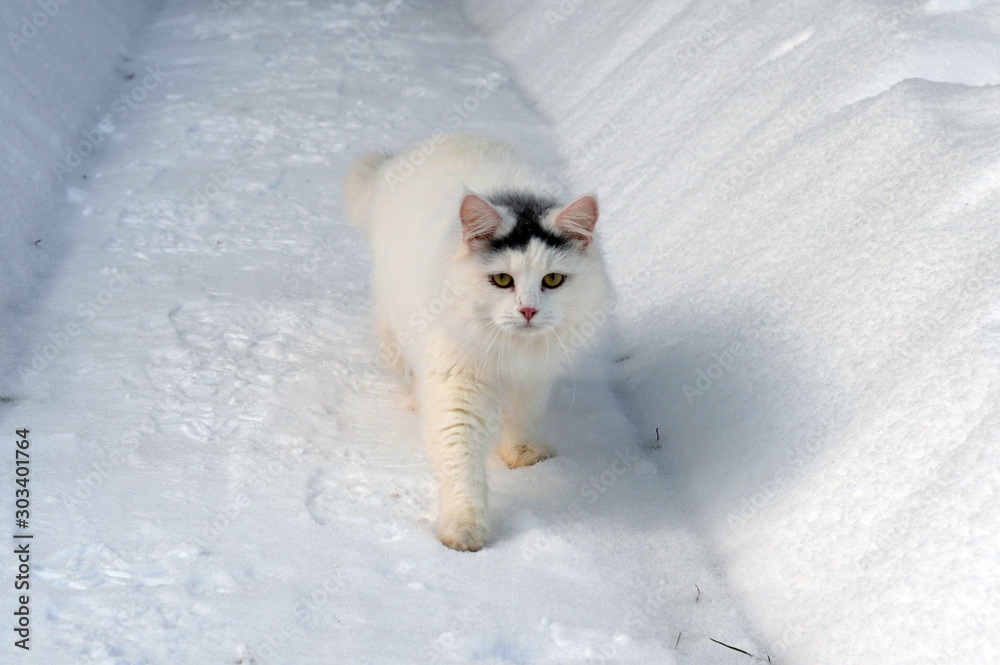  White cat walks on a snowy road