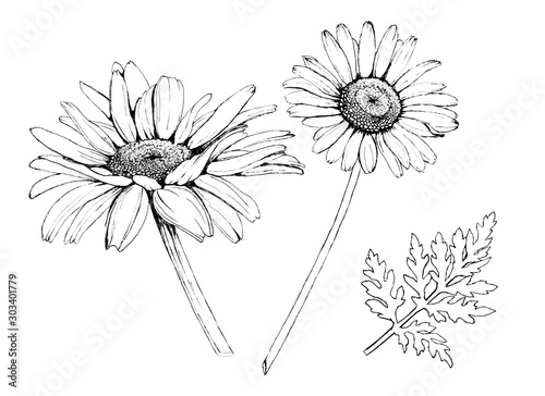 Chamomile flower, black and white freehand drawing