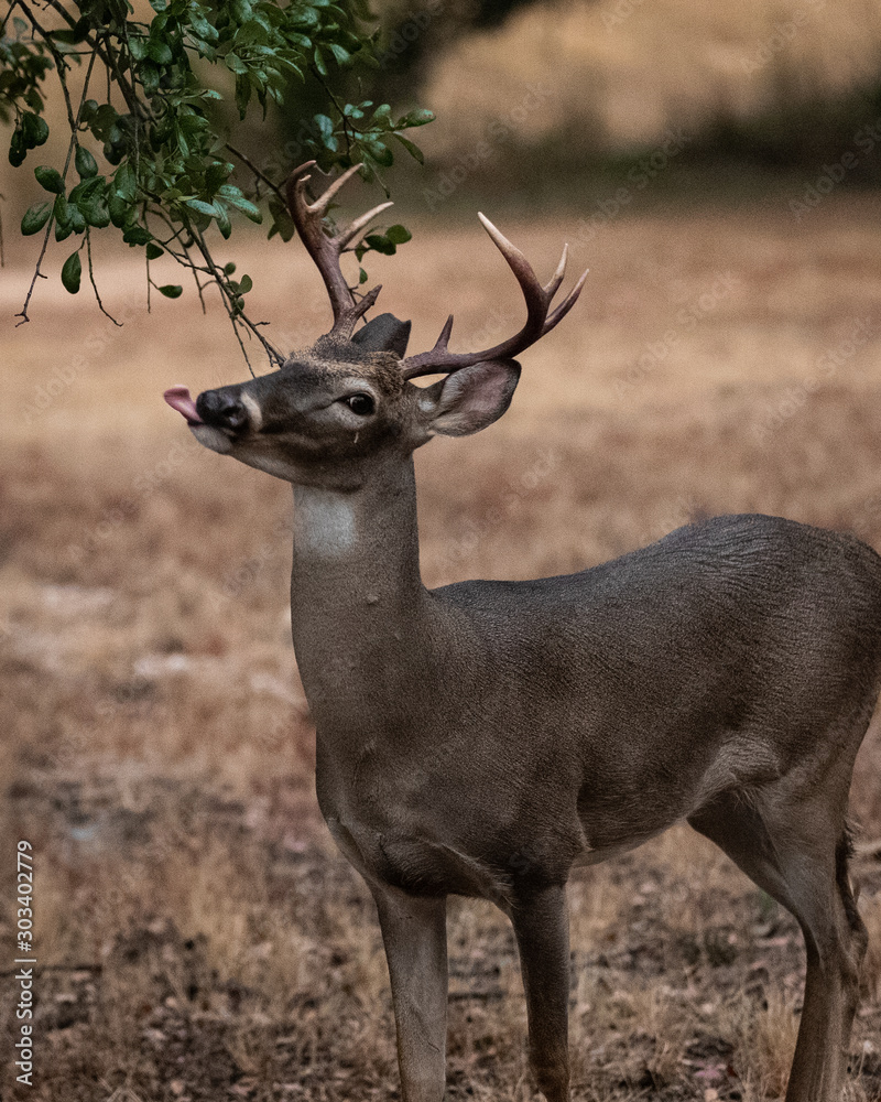 Fototapeta premium Whitetail Deer Sticking Tongue Out