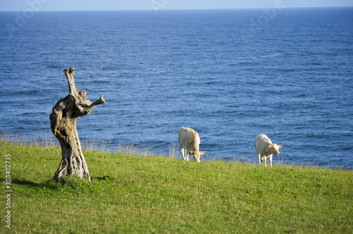 Veals grazing in a meadow with a dry tree by the sea in Ruiloba  Cantabria  Spain