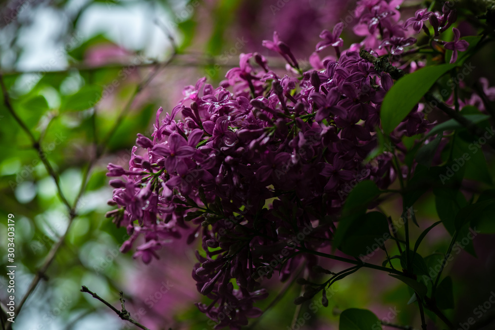 Lilac garden trees under the rain nature spring time botany Lilac garden trees under the rain nature spring time botany