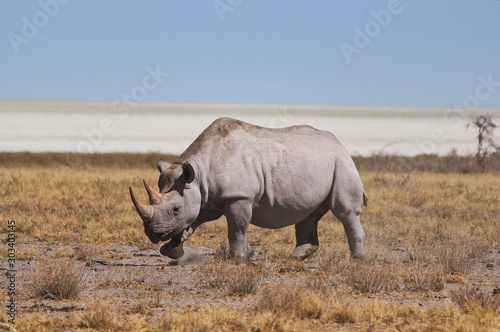 einsames Nashorn