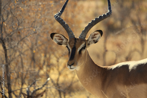 Antilope 