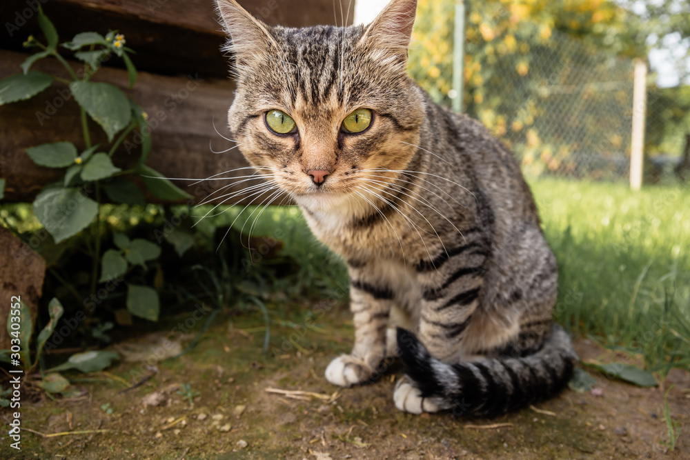 The cat sits and looks at the camera on a background of grass in summer.