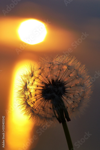 Dandelion at sea  lit by the sun