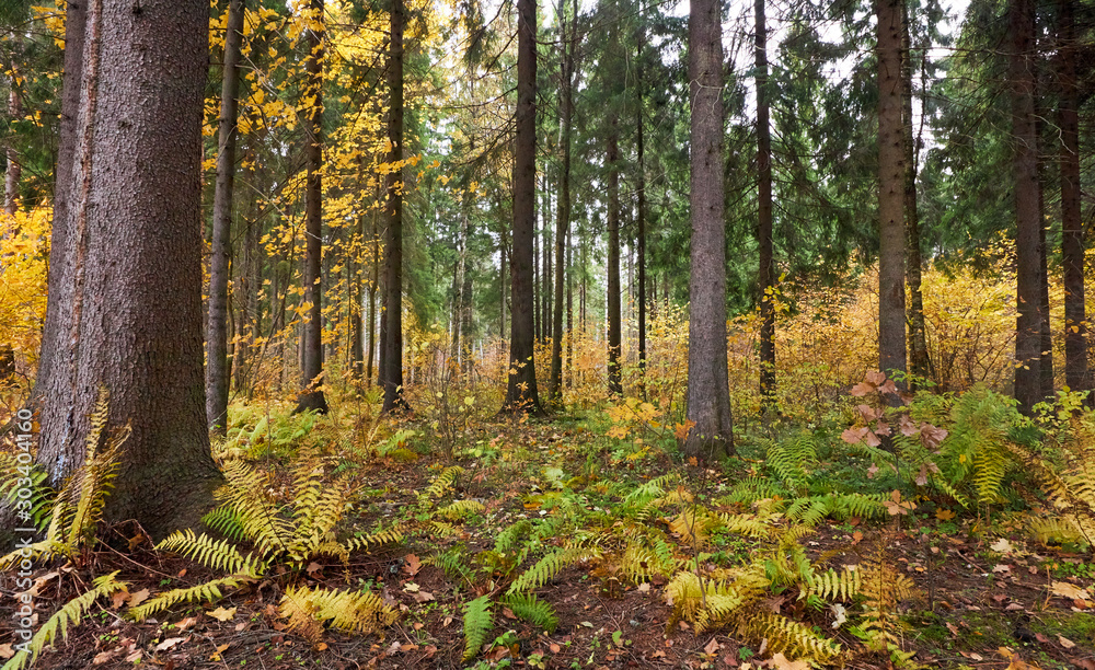 Autumn forest, tree trunks, yellow leaves Autumn forest, tree trunks, yellow leaves