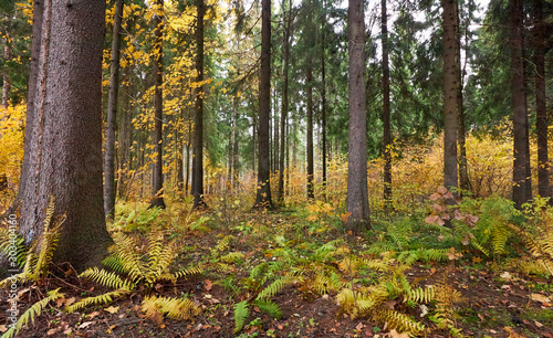 Autumn forest, tree trunks, yellow leaves