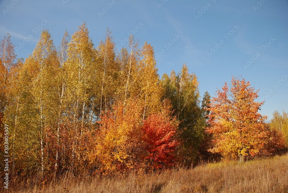 Fototapeta premium I love lush nature wilting