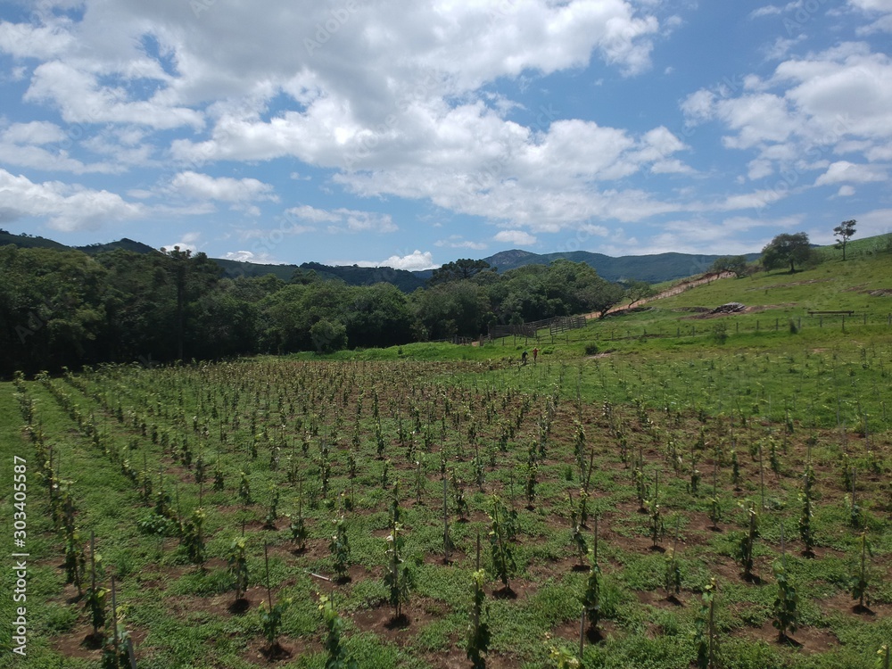 wine, field, agriculture, farm, wine, field, agriculture, farm,