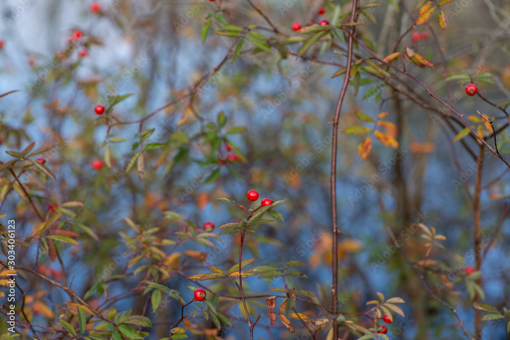Φωτογραφία Shrub with lots of Red Berries on branches in the National Wildlife sanctuary park at a sunny autumn day