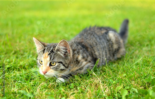 Fotografie Lying cat on grass lurking for prey